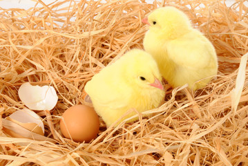 Little yellow chicks in nest
