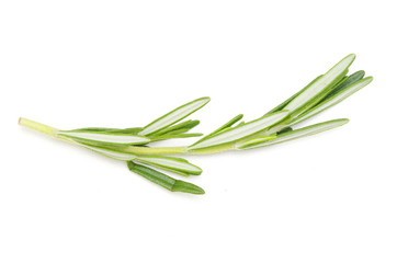 Fototapeta premium rosemary