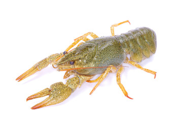 crawfish