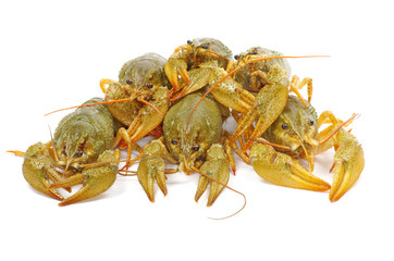 crawfish