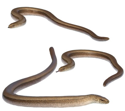 Set Slowworm, Anguis fragilis isolated on  white background