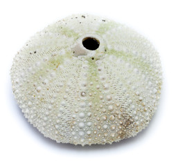 Панцирь морского ежа без иголок. © mvi690