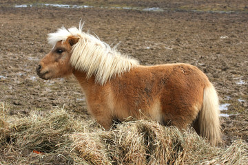 Miniature Horse