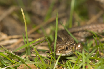 Zootoca vivipara