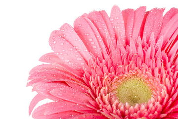 Fototapeta na wymiar pink gerbera with drops of water