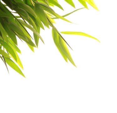 Fototapeta Bamboo