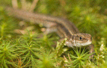 Zootoca vivipara