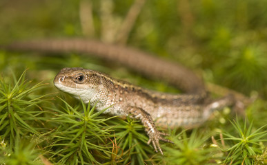 Zootoca vivipara