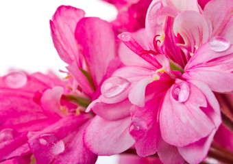 Fototapeta na wymiar pink geranium with water drops