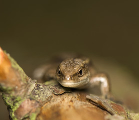 Obraz premium Zootoca vivipara