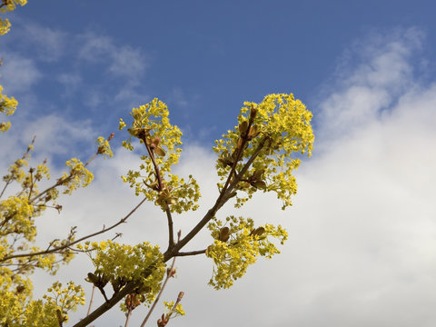 flowering maple