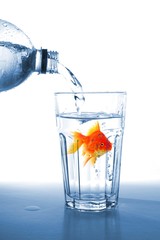 goldfish