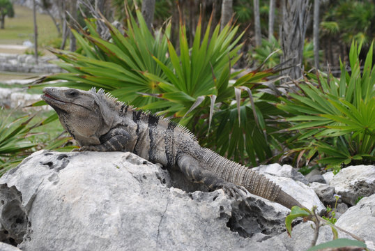 Iguane Mexicain