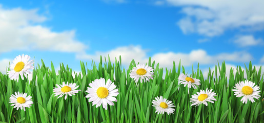 Fototapeta na wymiar Grass with daisies and blue sky