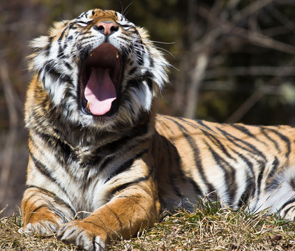 Siberian roaring tiger