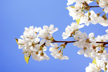 Fototapeta na wymiar Białe kwiaty wiśni w ogrodzie wiosną na tle niebieskiego nieba