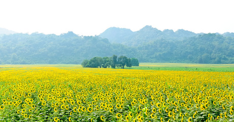 Fototapeta premium Colorful of sunflower field