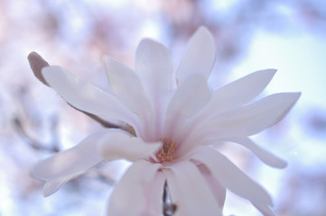 Fototapeta premium シデコブシの花