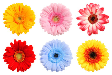 Bunte Blumen Sammlung im Frühling - 31324458