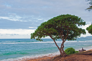 Tree on a tropical Beach
