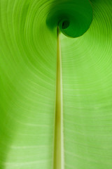 Inside a banana leaf