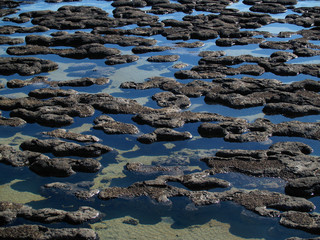 stromatolites