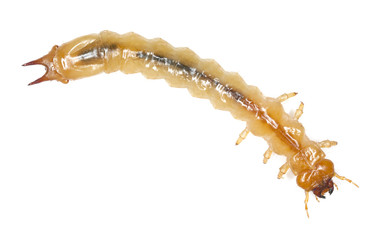 Cardinal beetle larvae (Pyrochroa coccinea) macro photo