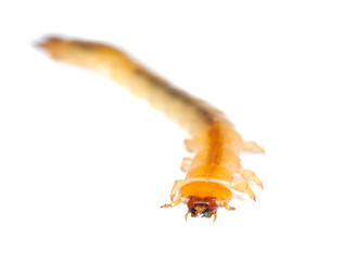 Cardinal beetle larvae (Pyrochroa coccinea) macro photo