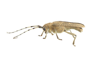 Poplar longhorned beetle (Saperda carcharias)