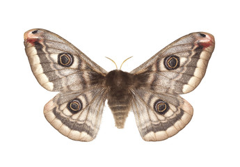 Naklejka premium Mały cesarz ćma (Saturnia pavonia) na białym tle