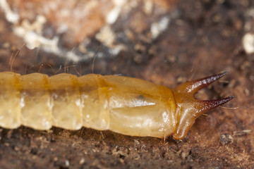 Cardinal beetle larvae (Pyrochroa coccinea)