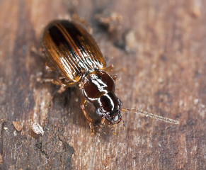 Ground beetle sitting on wood, extreme close-up