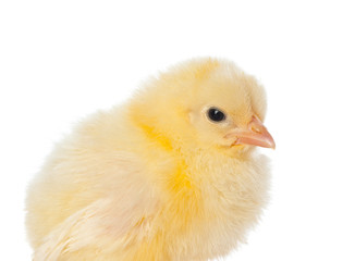 Cute little baby chicken against white background