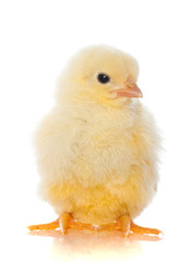 Cute little baby chicken against white background