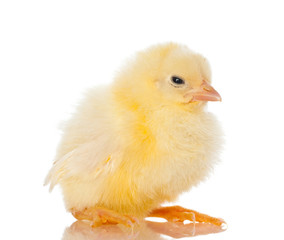 Cute little baby chicken against white background
