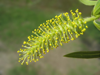 Yellow catkin of willow. Macro