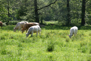 Rinderherde im Spreewald