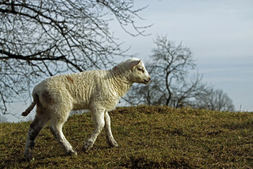 Fototapeta premium Osterlamm