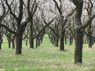 plantation of almond 3