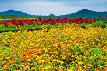 Landscape of many flower