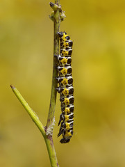 Motley caterpillar
