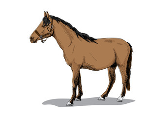 isolated brown standing horse - illustration