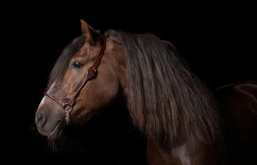 horse