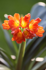 CLIVIA