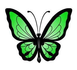Abstract vector illustration of big green butterfly