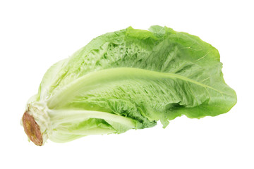 Cos Lettuce