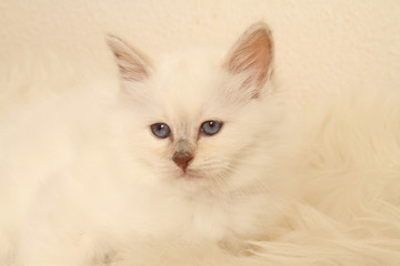 Fototapeta premium chaton birman aux yeux bleus