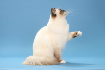 chat sacré de Birmanie qui donne la patte © CALLALLOO CANDCY