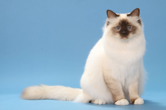 chat sacr&eacute; de Birmanie assis
