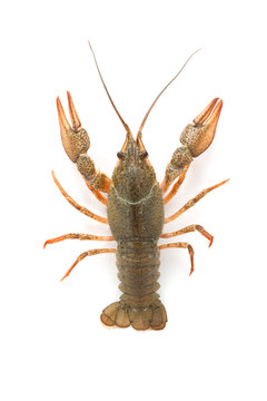 River raw crayfish